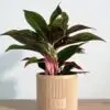 Personalised Plant Pot