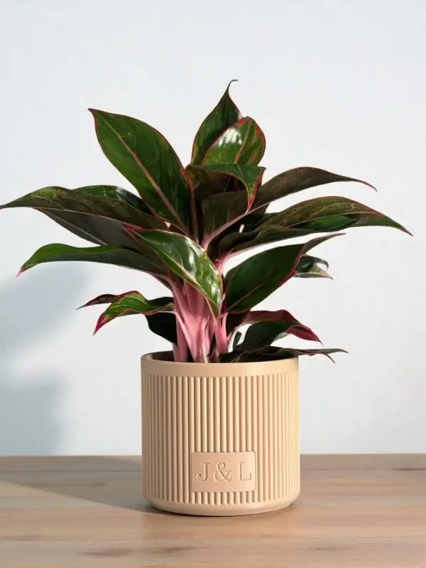 Personalised Plant Pot