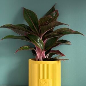 Personalised Plant Pot