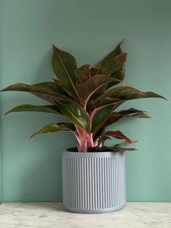 Personalised Plant Pot